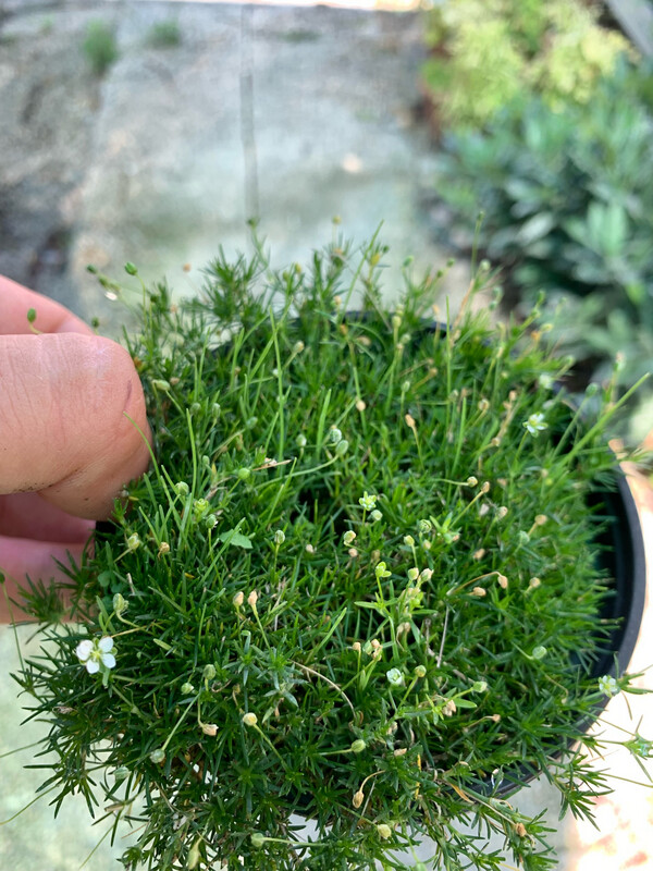 Sagina Subulata, Muschio irlandese - vaso Ø9 cm