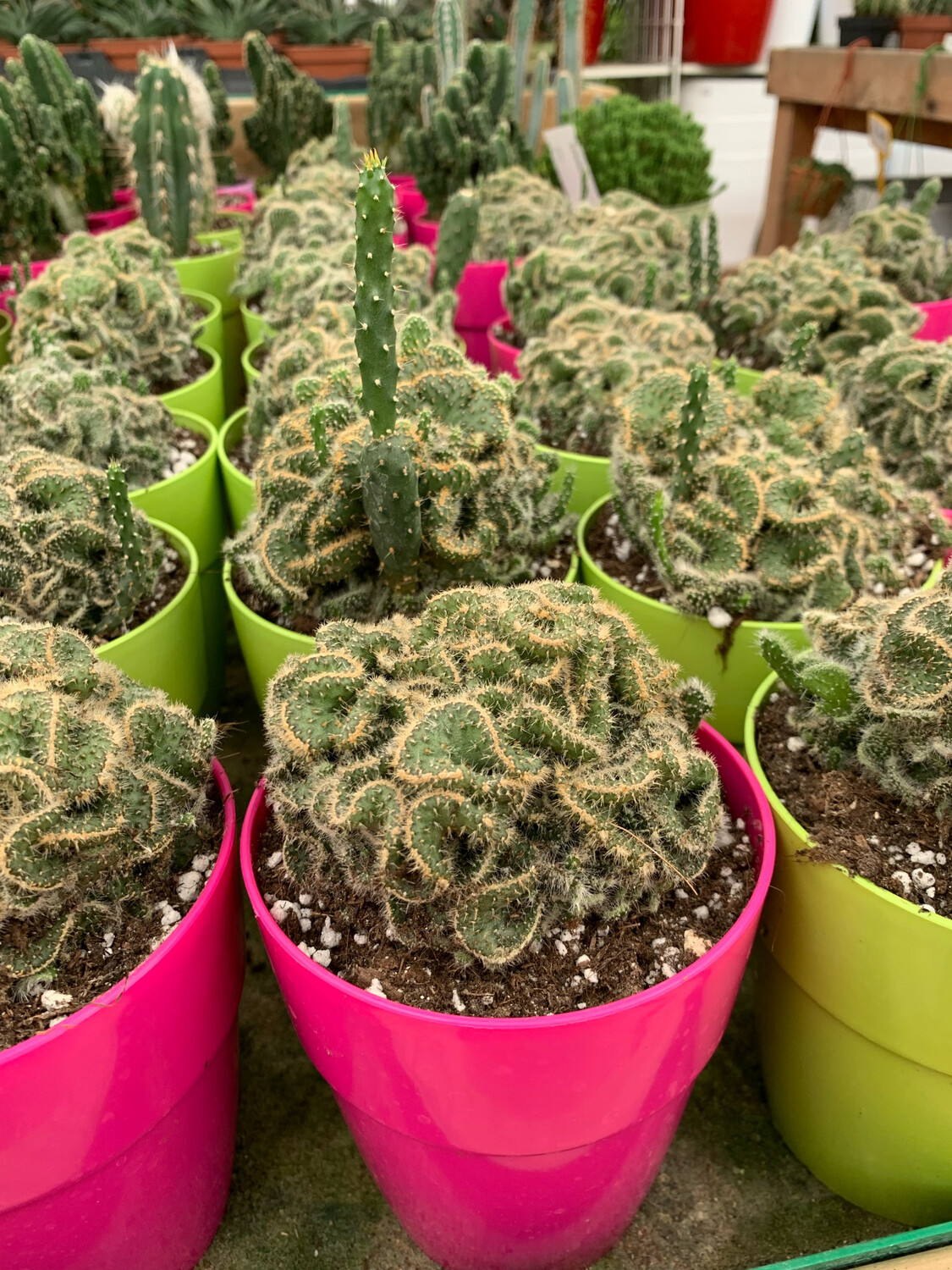 Opuntia Cylindrica Cristata - vaso Ø10 cm