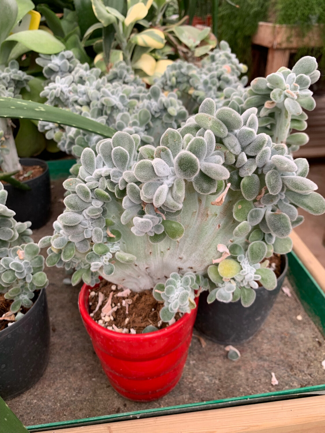 Echeveria spp. 'Pulvinata Frosty' vaso Ø 13cm