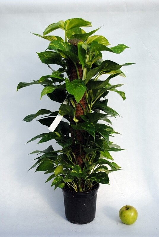 Epipremnum Pinnatum &#39;Aureum&#39;, Scindapsus Aureus, Potus, Potos, Pothos, Photus - vaso Ø19 cm, h 80-90 cm