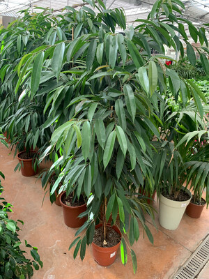Ficus binnendijkii &#39;Amstel King&#39; - vaso Ø27 cm, h 160-170 cm