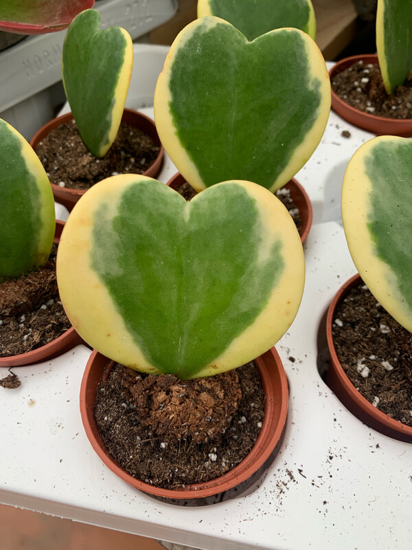 Hoya Kerrii Variegata, Albomarginata, Pianta del Cuore - vaso Ø6 cm