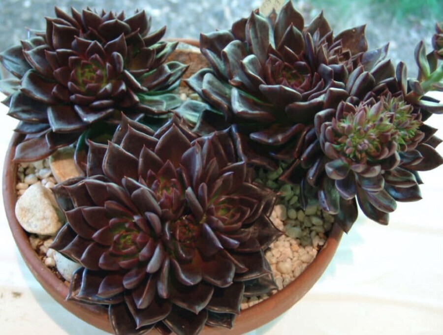 Echeveria spp. 'Black Prince' - vaso Ø 8cm