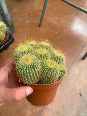 Eriocactus leninghausii - vaso Ø10 cm