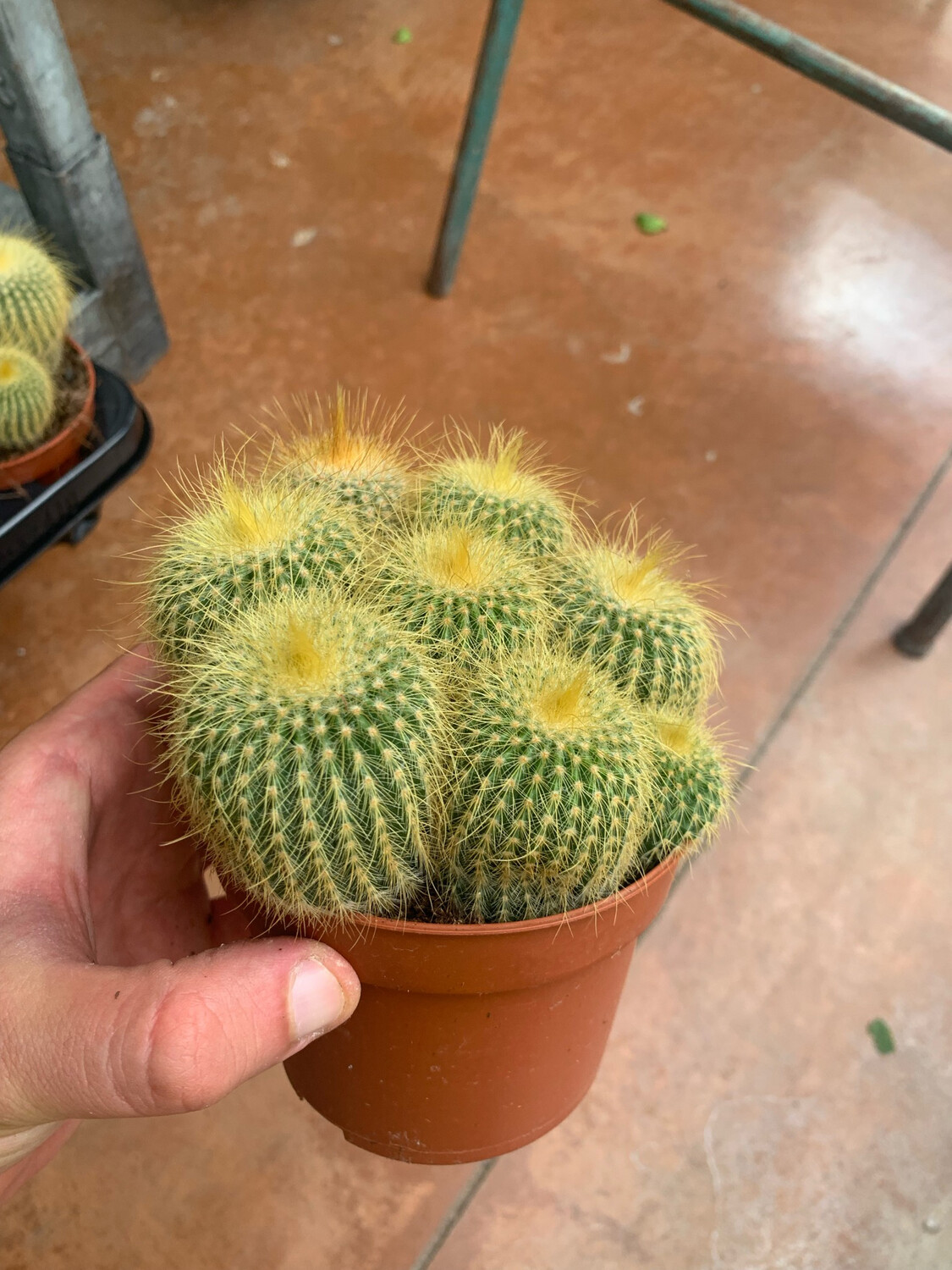 Eriocactus leninghausii - vaso 10