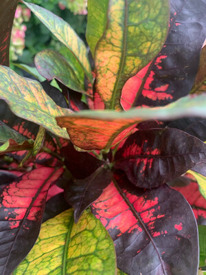 Croton Codiaeum Iceton vaso Ø 17 cm
