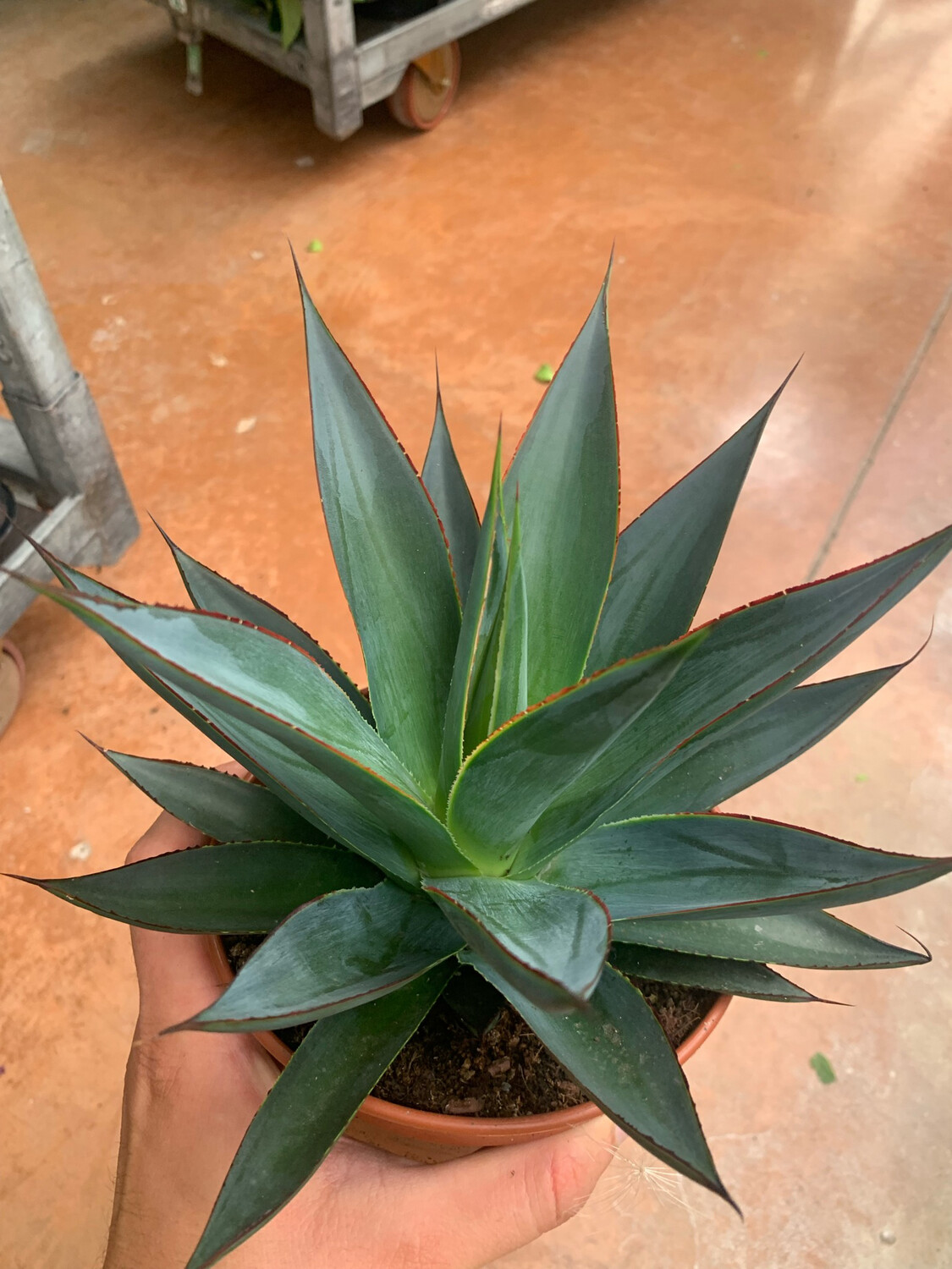 Agave 'Shaka Zulu', Pianta Succulenta, Pianta Grassa - vaso 15 cm
