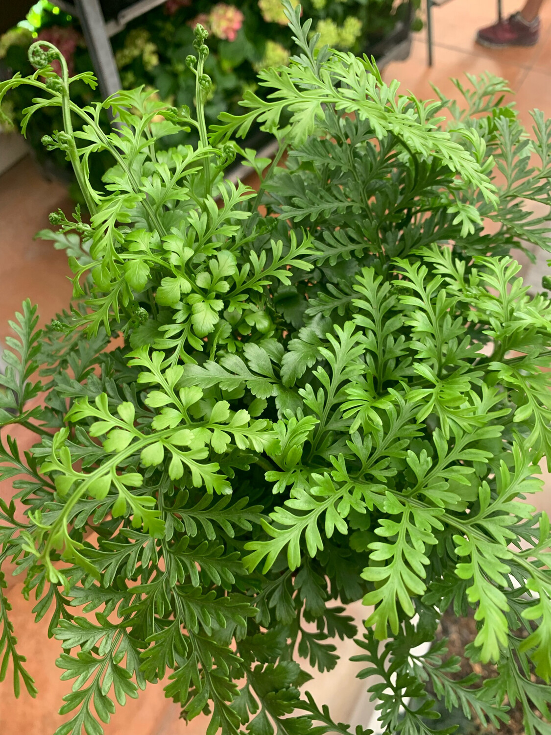 Asplenium parvati - vaso Ø12 cm