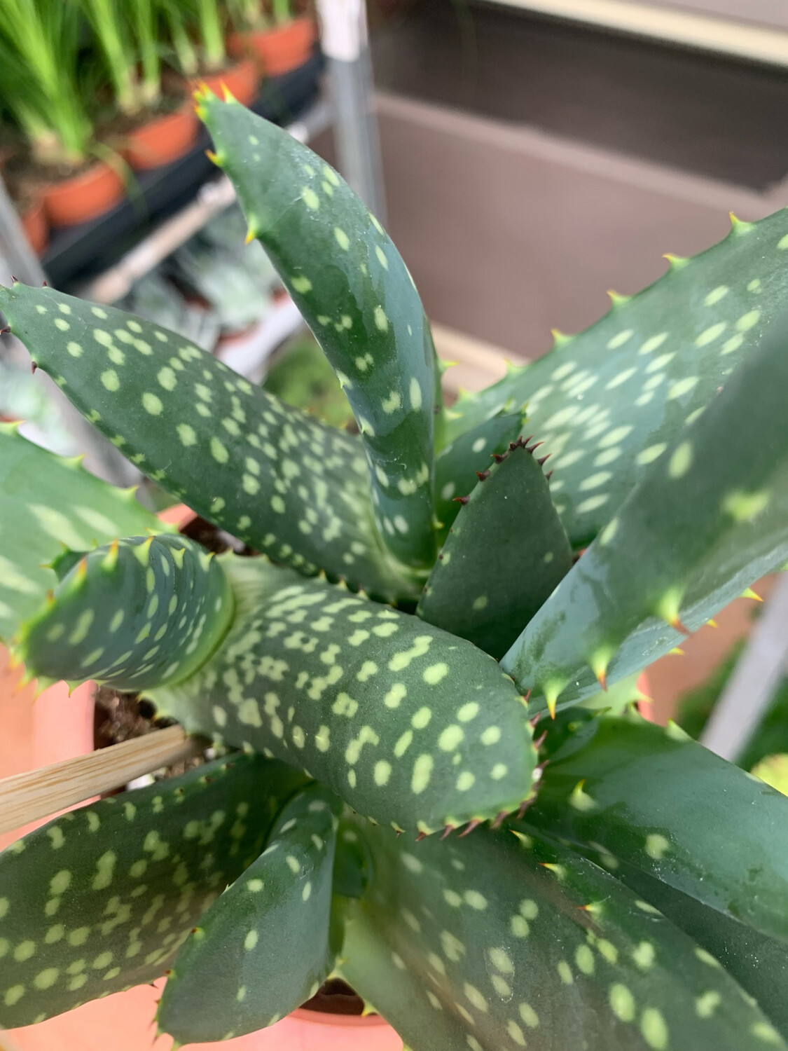 succulent aloe variegata Aloe variegata – Cape Succulent Seeds main image 1