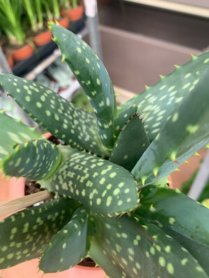 Aloe Paradisicum, Aloe paradisiaca - vaso Ø10 cm