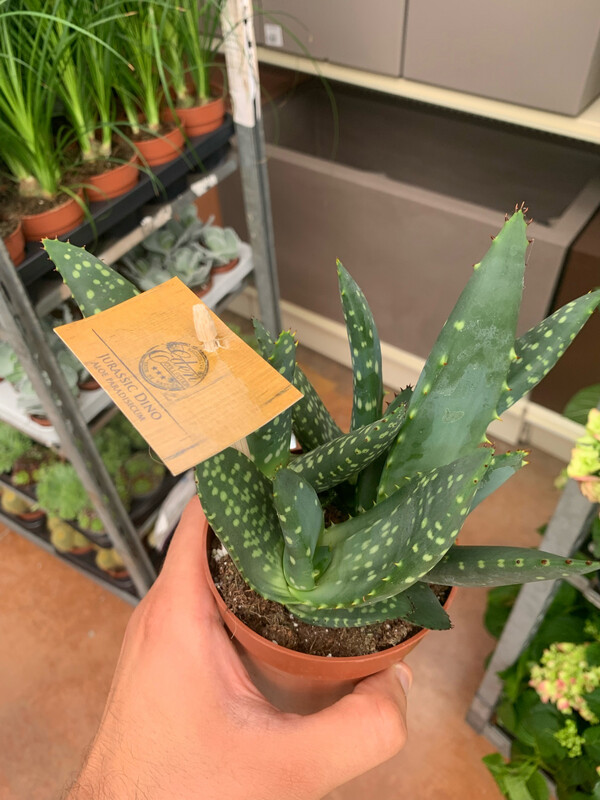 Aloe Paradisicum, Aloe paradisiaca - vaso Ø10 cm