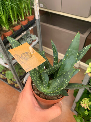 Aloe Paradisicum vaso 10