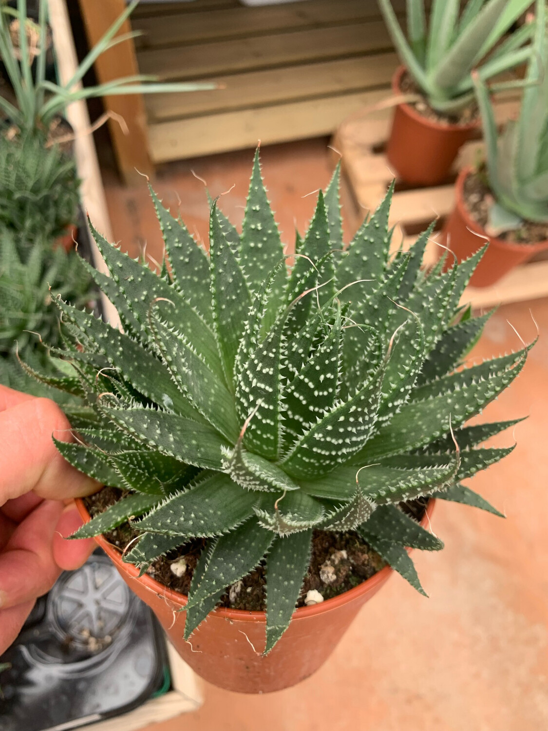 Aloe aristata - vaso Ø11 cm