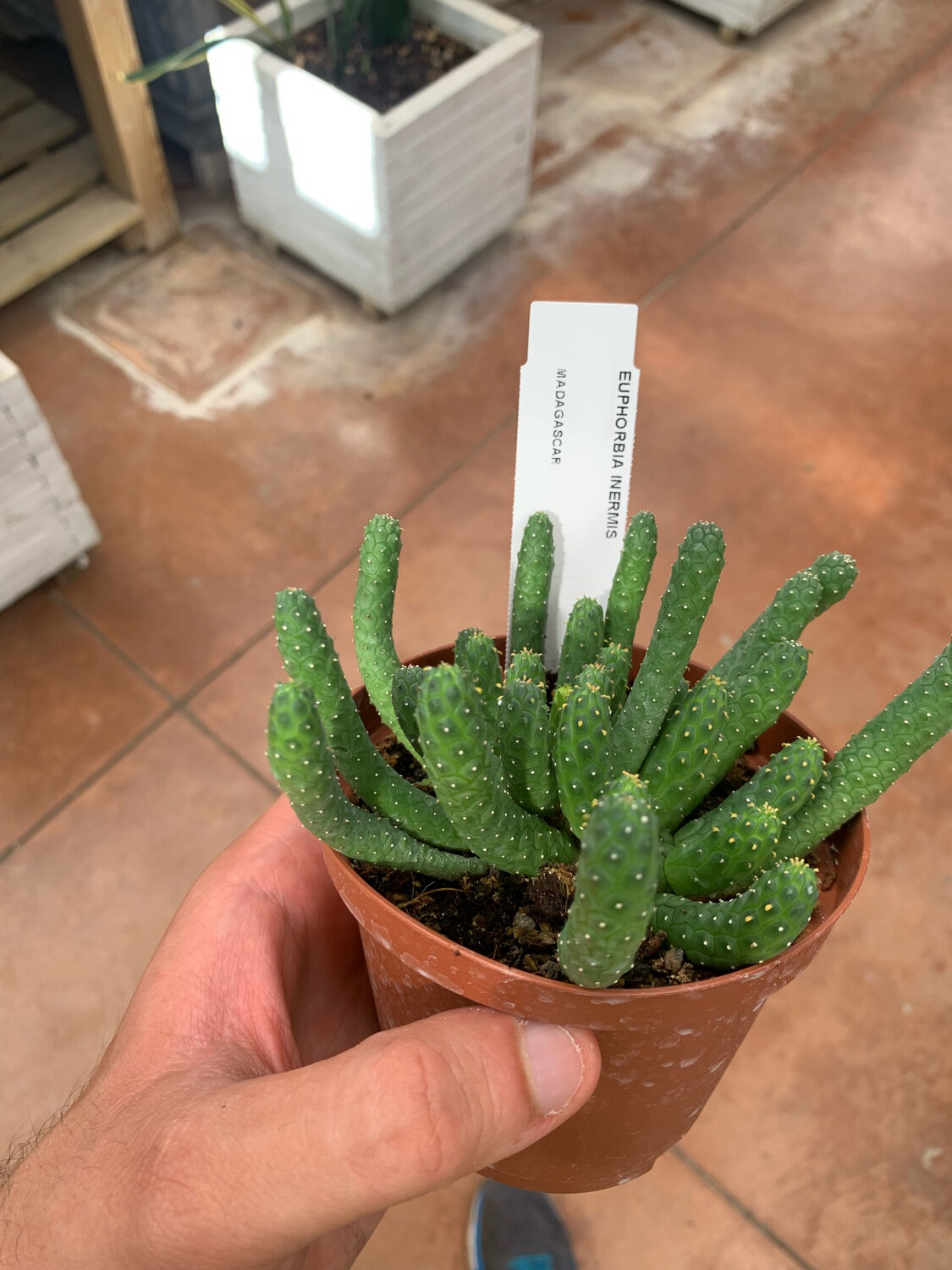 Euphorbia inermis - vaso Ø10,5 cm