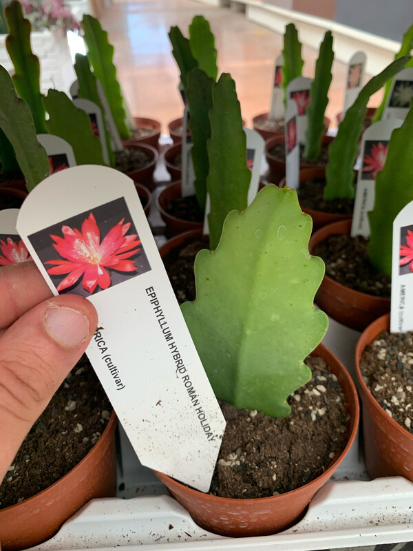 Lingua di suocera, Epiphyllum 'Roman Holiday' (fiore fucsia) - vaso cm Ø10,5 Lingua di suocera, Epiphyllum 'Roman Holiday' (fiore fucsia) - vaso cm Ø10,5