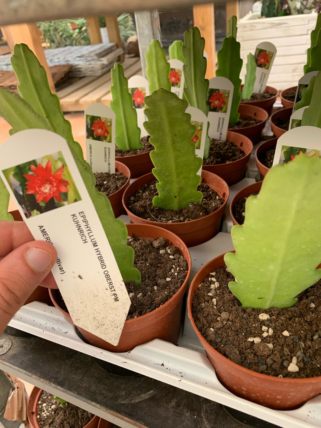 Lingua di suocera, Epiphyllum &#39;Oberst pm Kuhnrich&#39; (fiore rosso pistillo giallo) - vaso Ø10,5 cm
