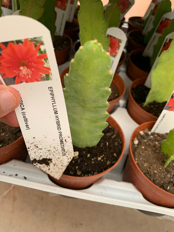 Lingua di suocera, Epiphyllum &#39;Prometheus&#39; - vaso Ø10,5 cm (fiore rosso)