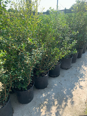 Osmanthus x burkwoodii - vaso Ø20 cm