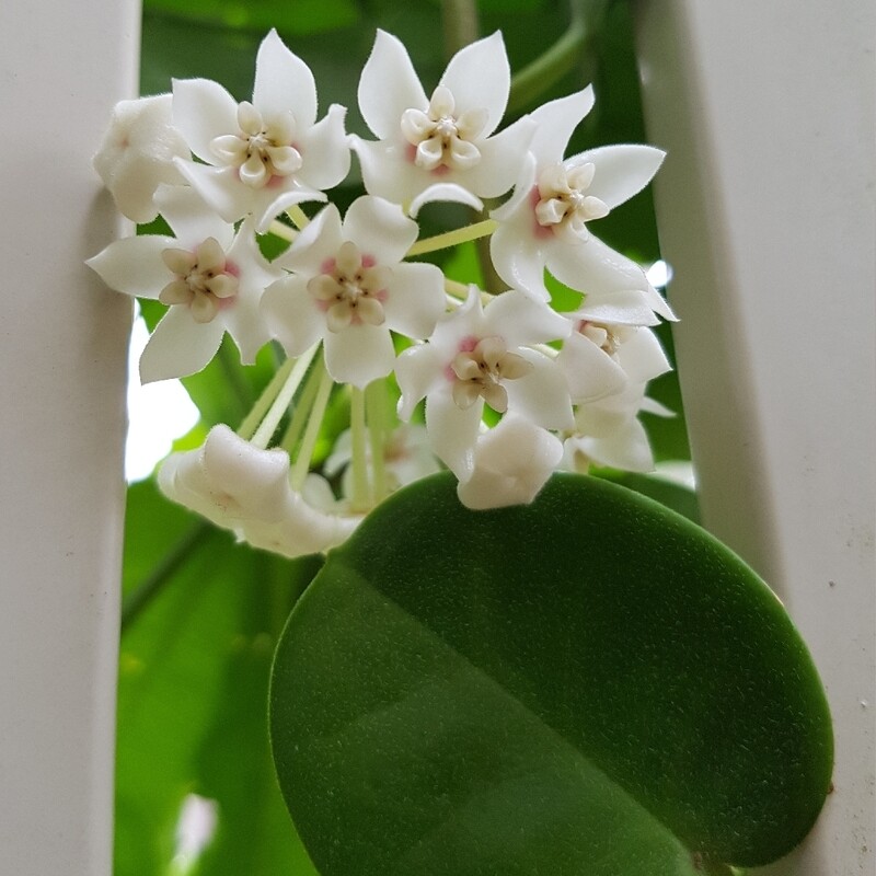 Hoya Australis, Fiore di Cera - vaso Ø17 cm, h 55-60 cm fuori vaso