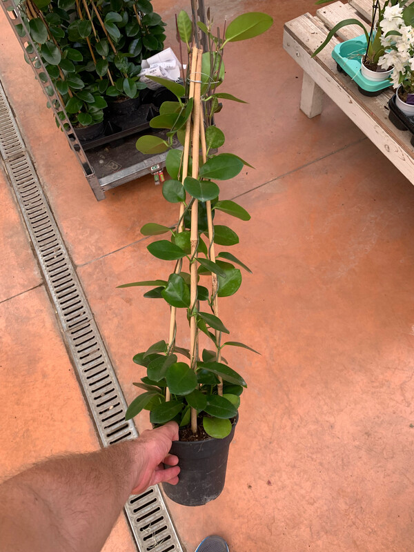 Hoya Australis, Fiore di Cera - vaso Ø17 cm, h 55-60 cm fuori vaso