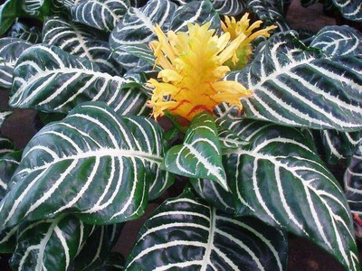 Aphelandra squarrosa - Pianta Zebra🦓 - vaso Ø13 cm