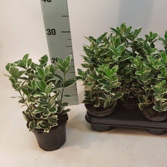 Euonymus japonicus &#39;Kathy&#39; - vaso Ø13 cm