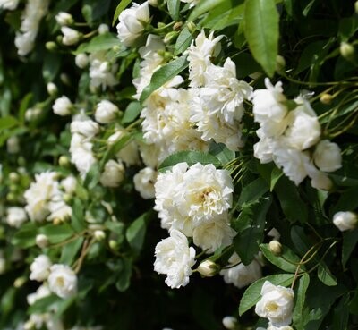 Rosa Banksiae, Banksie, Banksia, Banksi, col. BIANCO - vaso Ø18 cm, h 120 cm