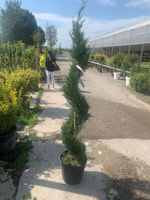 Cipresso Leylandii Spirale, Cupressocyparis leylandii - vaso Ø30 cm, h 180/200 cm