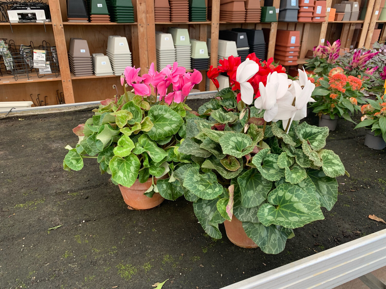 Ciclamino - Cyclamen persicum vaso 17 cm