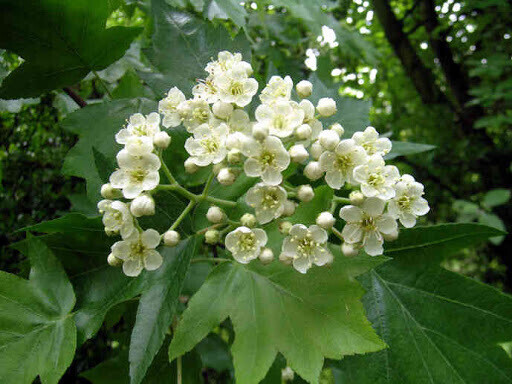 MRPF - ALBERO BASSO - Sorbus Torminalis, Ciavardello/Sorbo Ciavardello/Mattello/Pero Zorbone - ALBERO BASSO IN ALVEOLO FORESTALE MRPF - ALBERO BASSO - Sorbus Torminalis, Ciavardello/Sorbo Ciavardello/Mattello/Pero Zorbone - ALBERO BASSO IN ALVEOLO FORESTALE