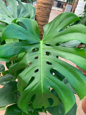 Monstera deliciosa - Philodendron Pertusum - vaso Ø 26 cm, h 110/120 cm con bastone muschiato Monstera deliciosa - Philodendron Pertusum - vaso Ø 26 cm, h 110/120 cm con bastone muschiato