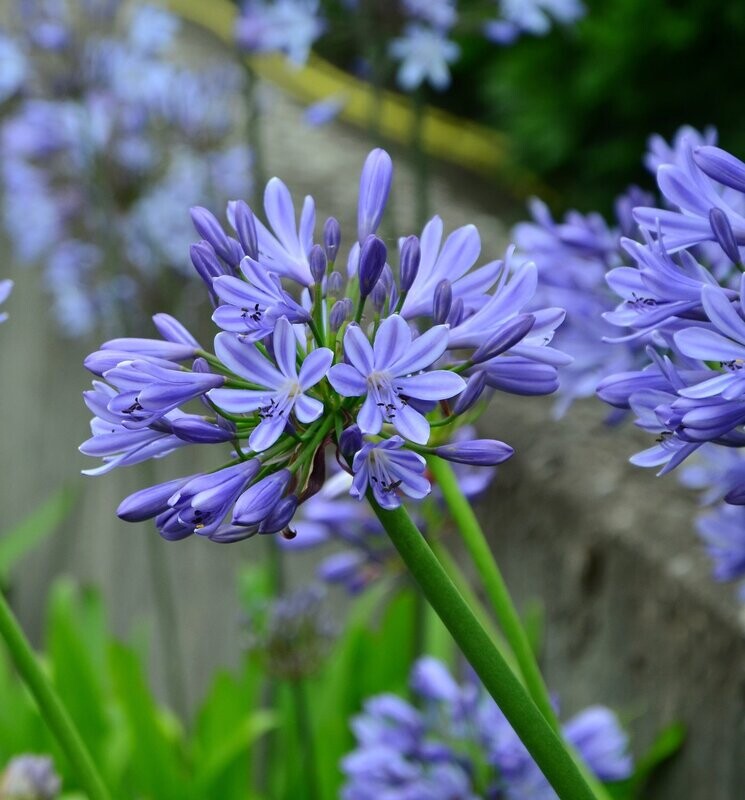 Agapanthus africanus, Agapanto Blue Flare - vaso Ø 18cm