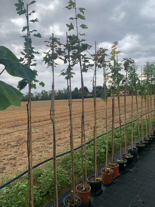 Acer pseudoplatanoides, Acero Montano/Albero - vaso Ø26 cm H 180/200cm INCANNATO