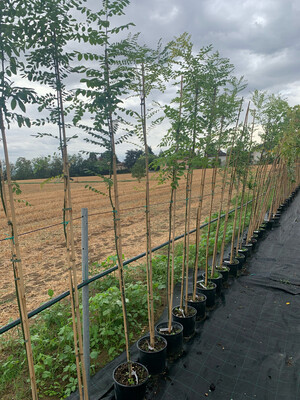 Sofora, Sophora japonica, Acacia del Giappone - vaso Ø33 cm, H 230 cm INCANNATO