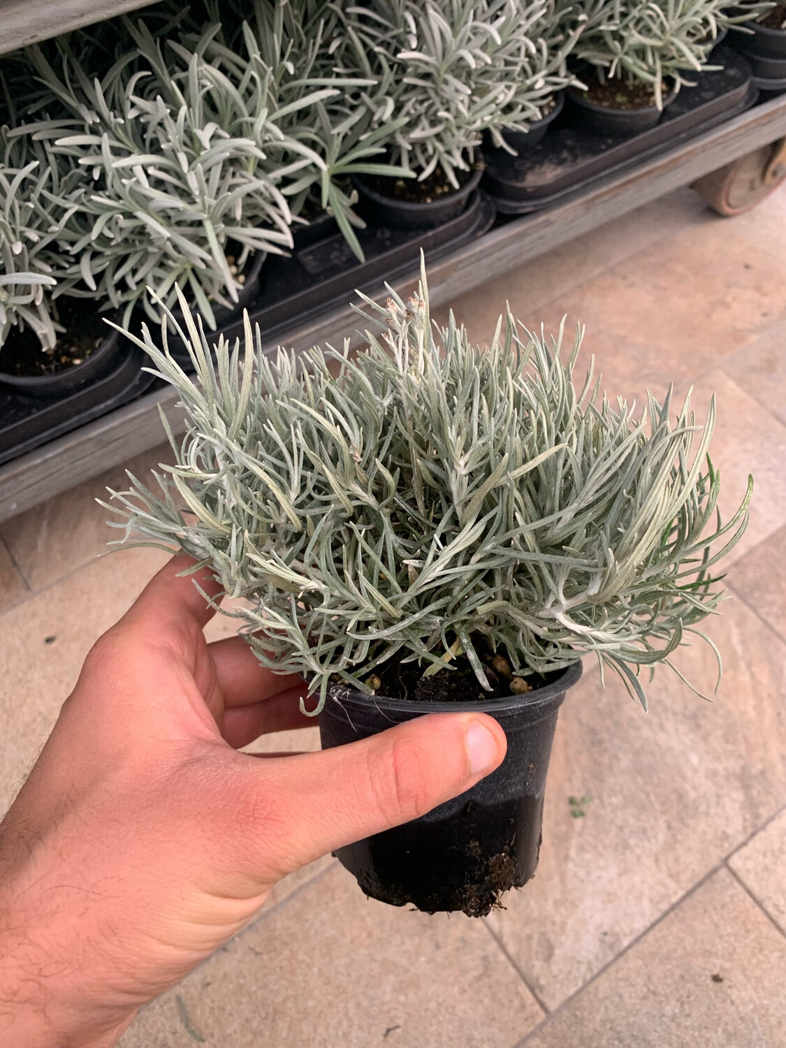 ELICRISO ITALICO - Helichrysum italicum - v9