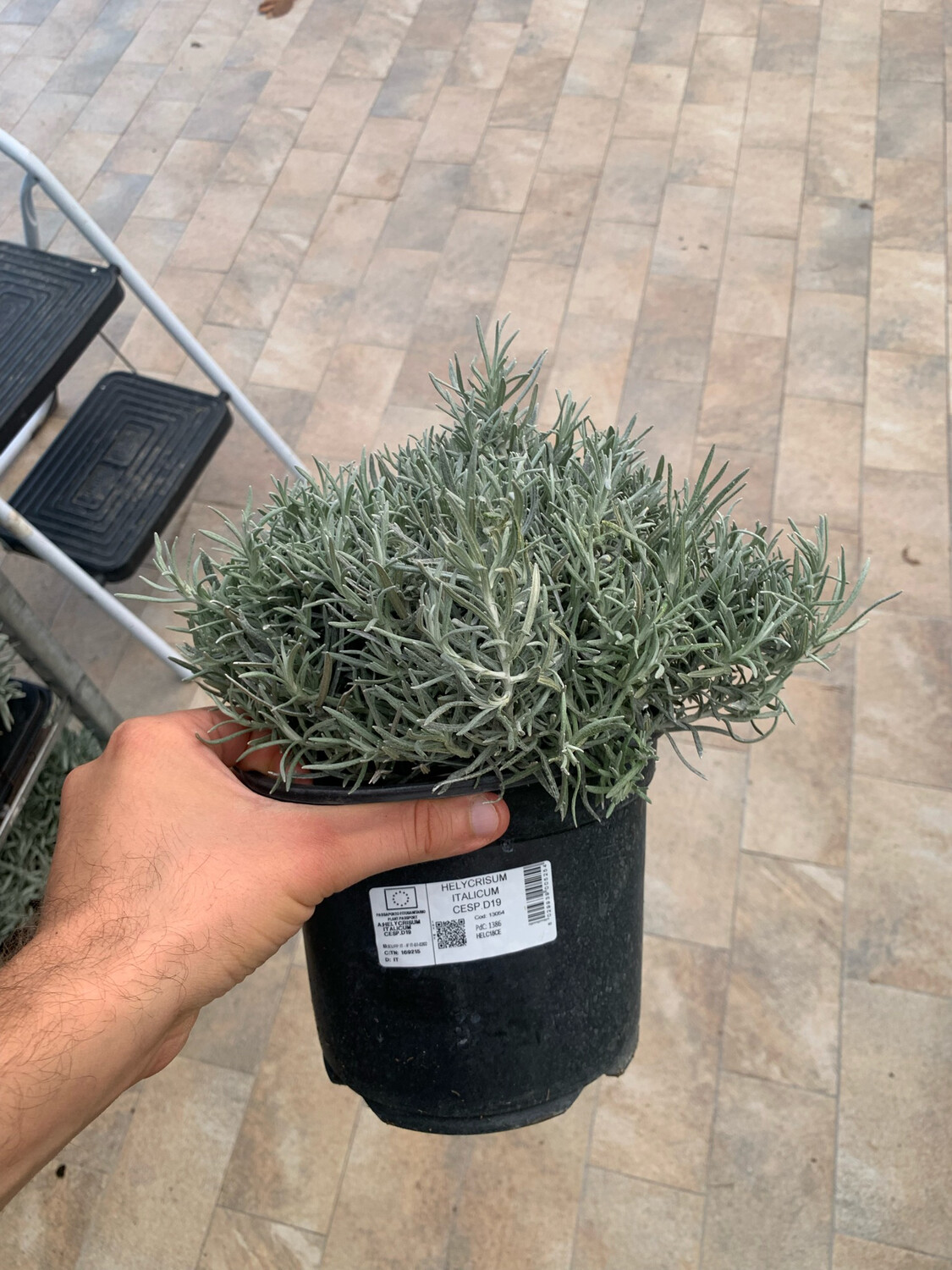 Helichrysum italicum, Elicrisio - vaso Ø 19cm