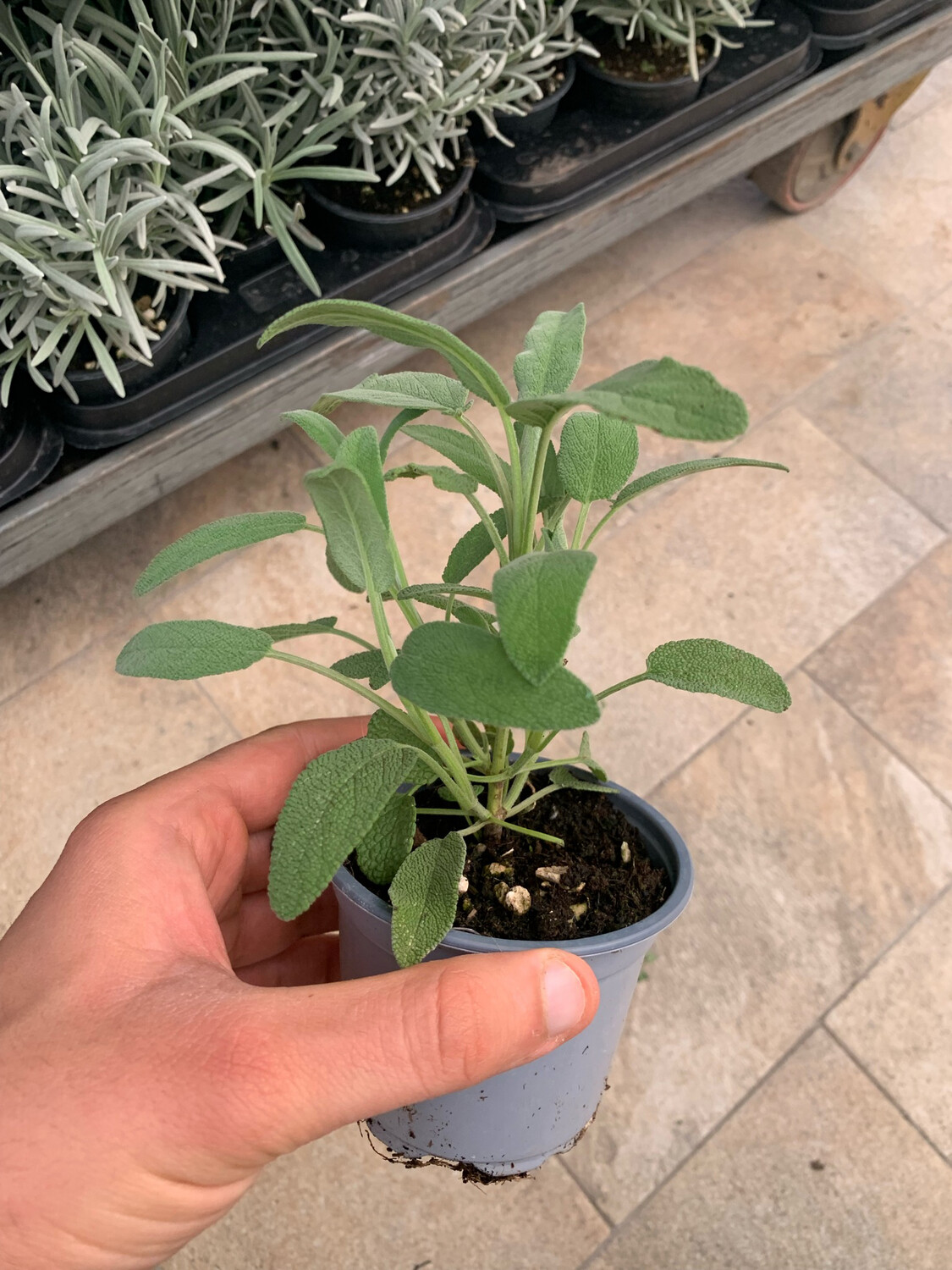 Salvia officinalis longifolia - Salvia a foglie lunghe - v9