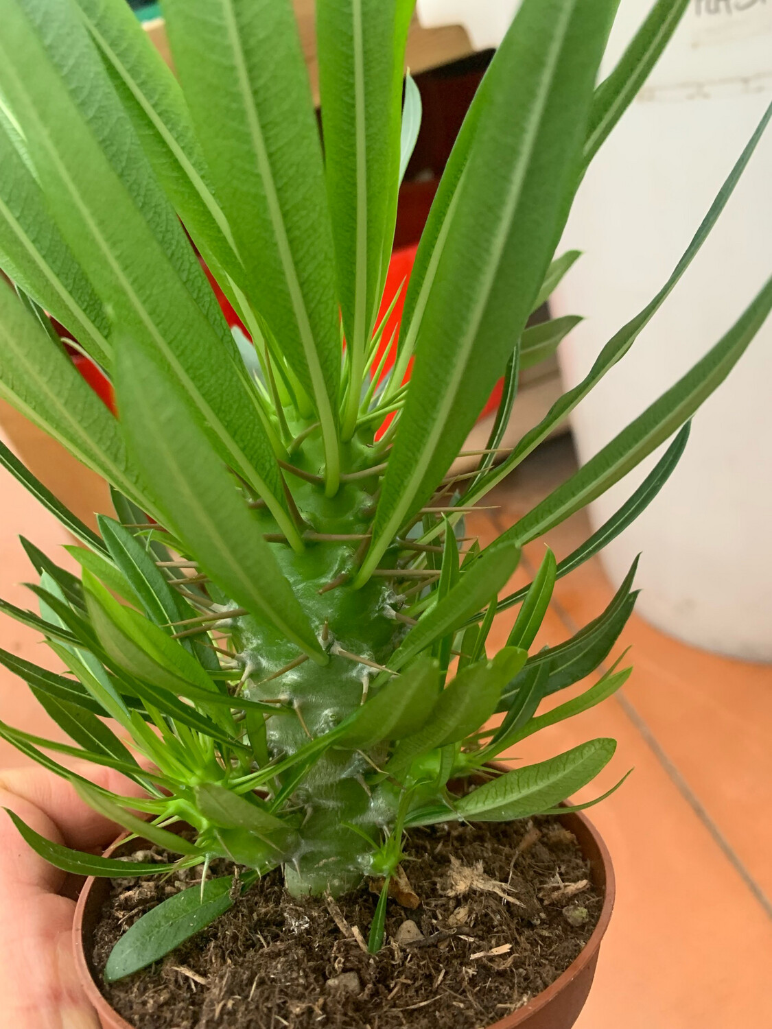 Pachypodium lamereii - Palma del Madagascar - v10