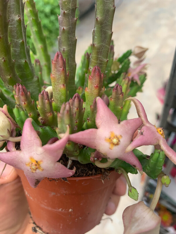 Stapelia Diversata, &#39;Fiore di Carogna&#39; - vaso Ø8,5 cm