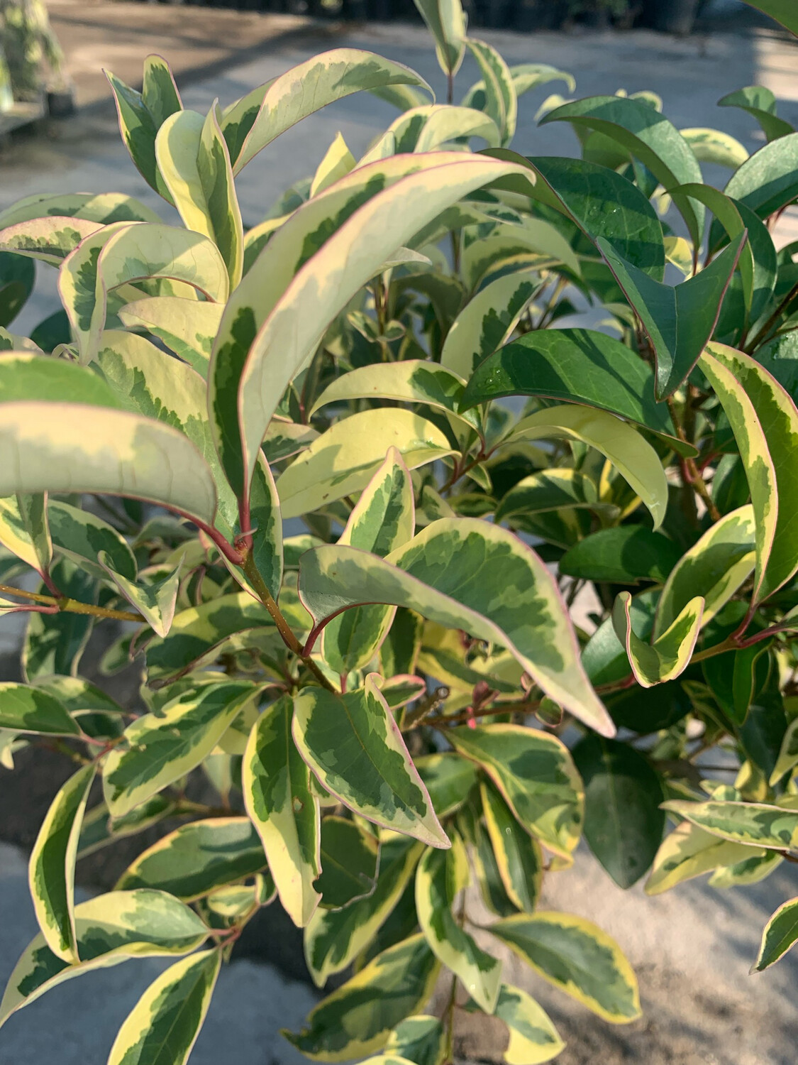 Ligustrum Japonica variegata Alberello vaso 26