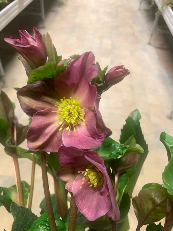 Helleboro Rosso - Helleborus Ice n&#39;roses Early red - Elleboro - vaso 17