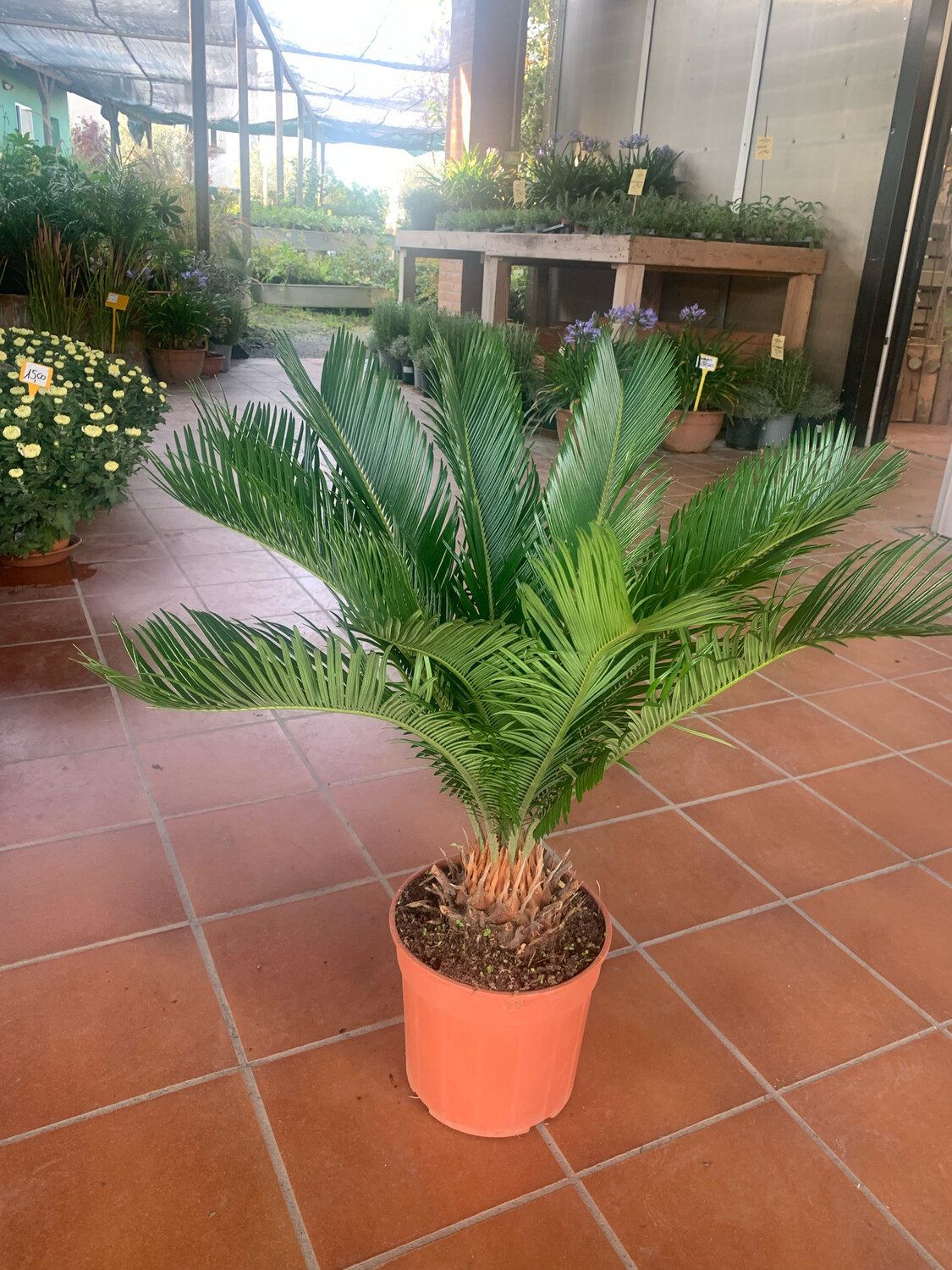 Semi Di Cycas Revoluta 100 Pezzi - Pianta Da Vaso Per Balcone, Alta Germinabilità - Foto 6