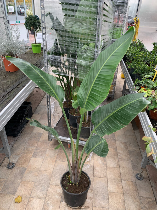 Strelitzia Nicolai - Strelizia - Uccello del paradiso gigante - Falso Banano - vaso 24 h 90-100