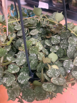 Hoya curtisii - basket Ø14 cm