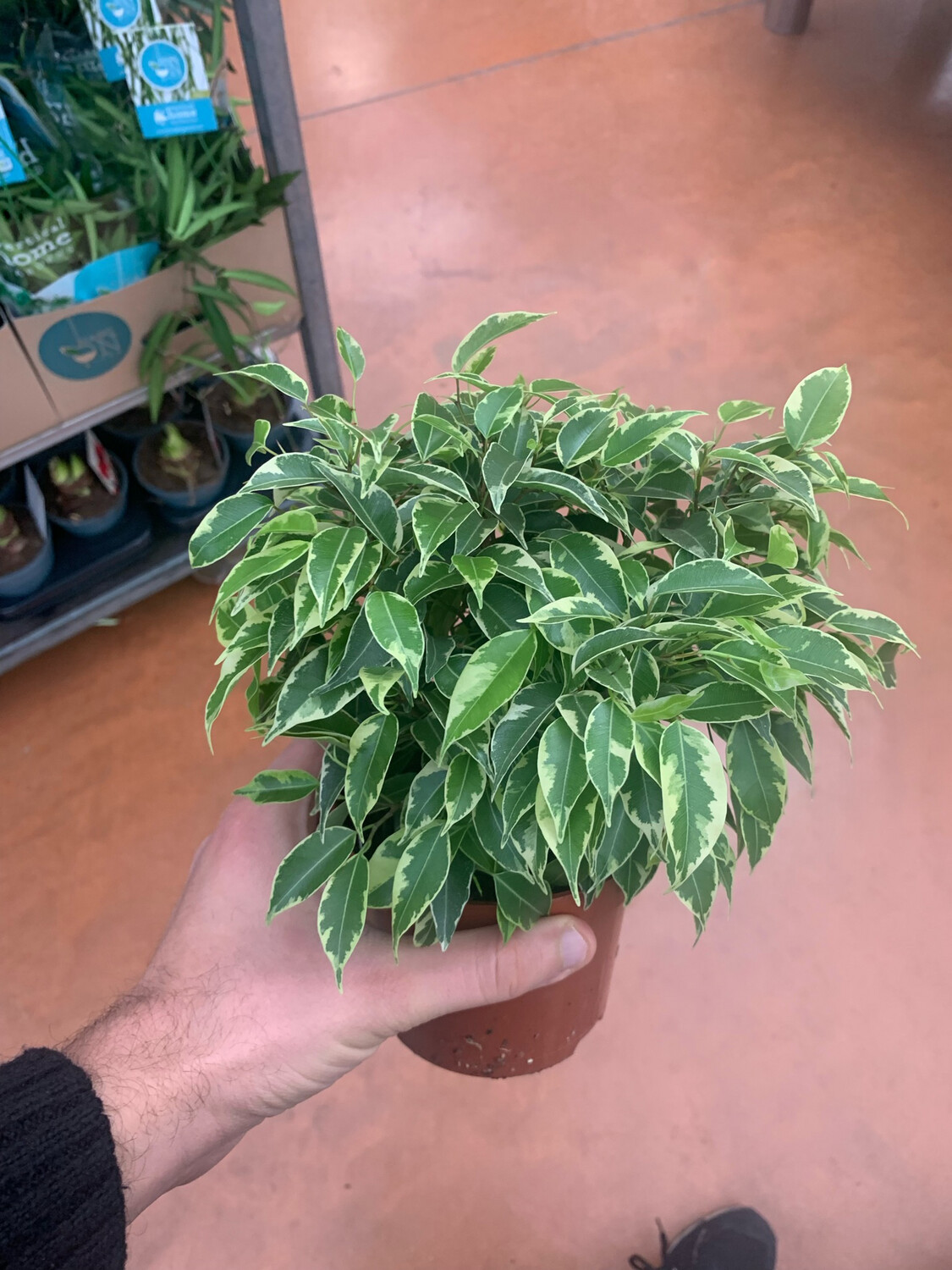 Ficus benjamina ' Kinky Variegata ' - vaso 12 cm