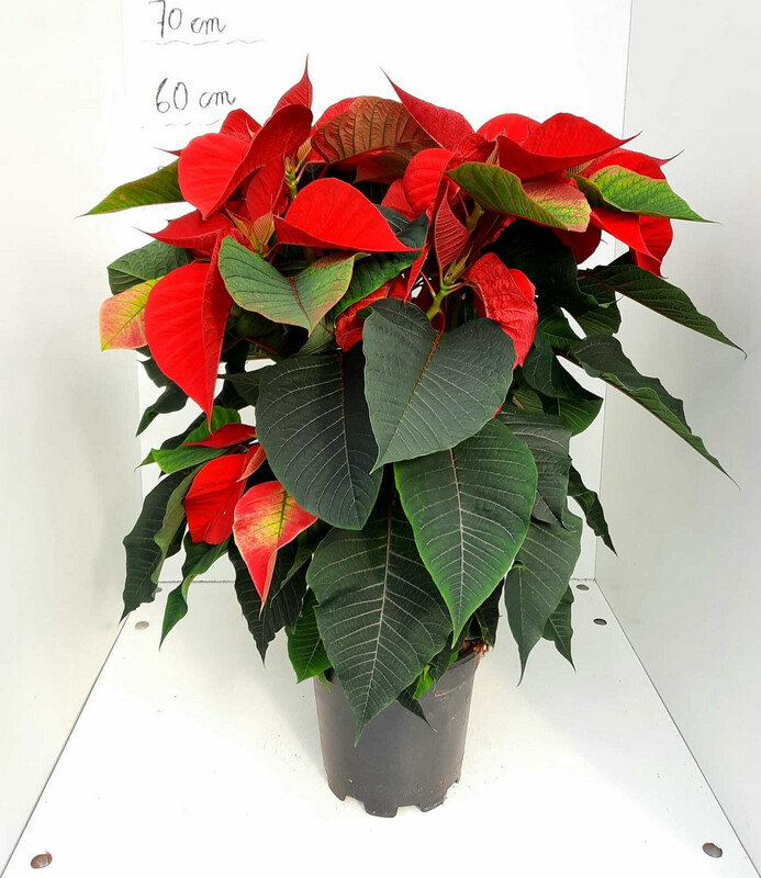 Stella Di Natale, Euphorbia pulcherrima, Poinsettia, ROSSA - vaso Ø17 cm