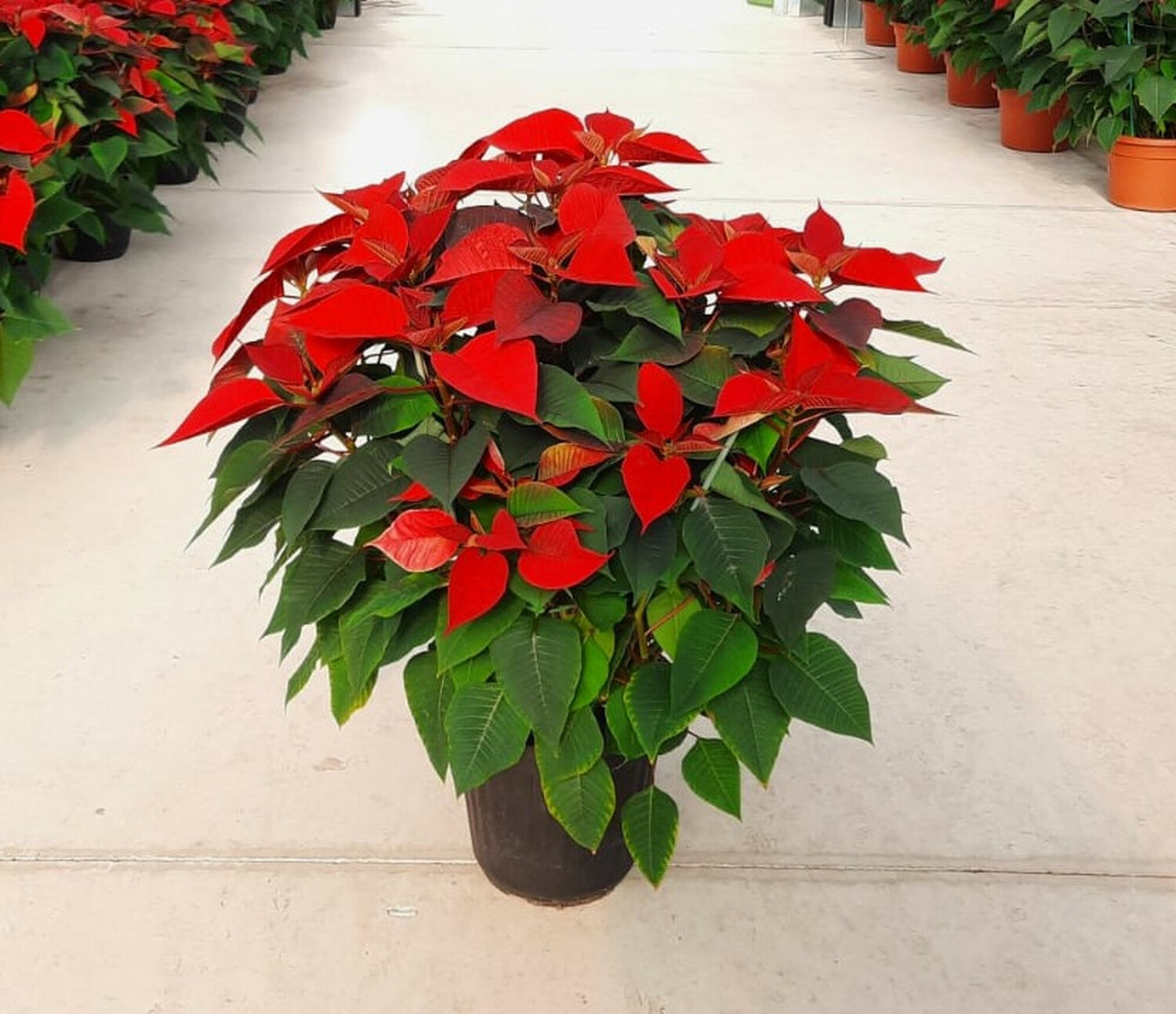 Stella Di Natale - Euphorbia pulcherrima - Poinsettia - vaso 24