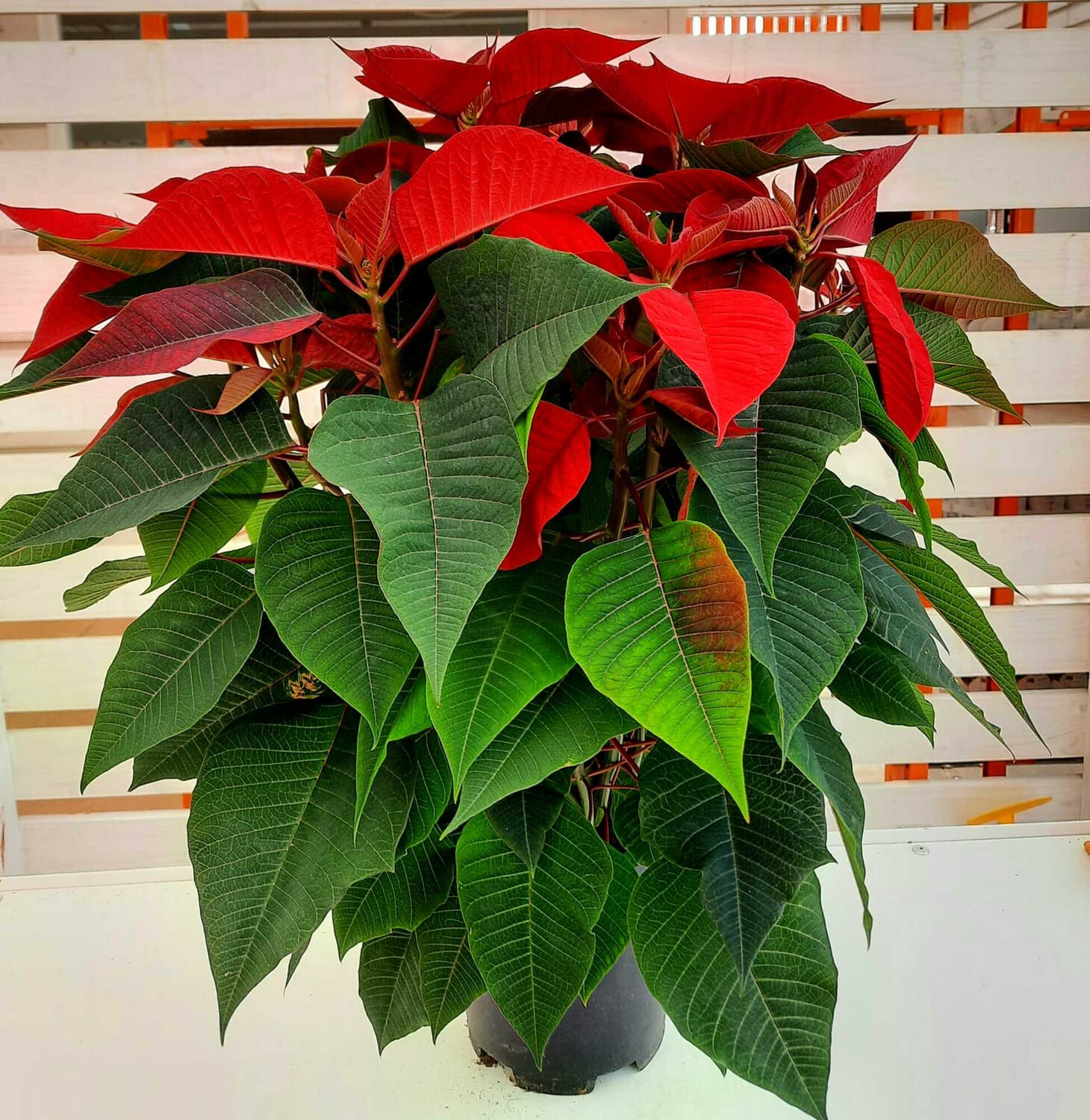 Stella Di Natale - Euphorbia pulcherrima - Poinsettia - vaso 19