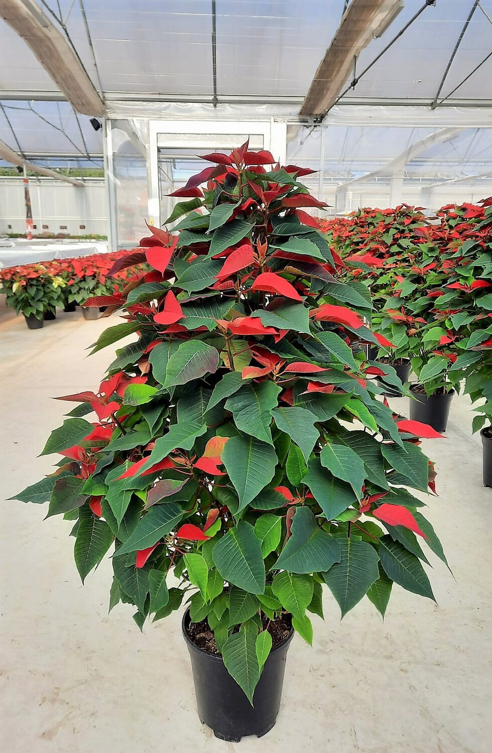 Stella Di Natale - Euphorbia pulcherrima - Poinsettia - vaso 25 piramide