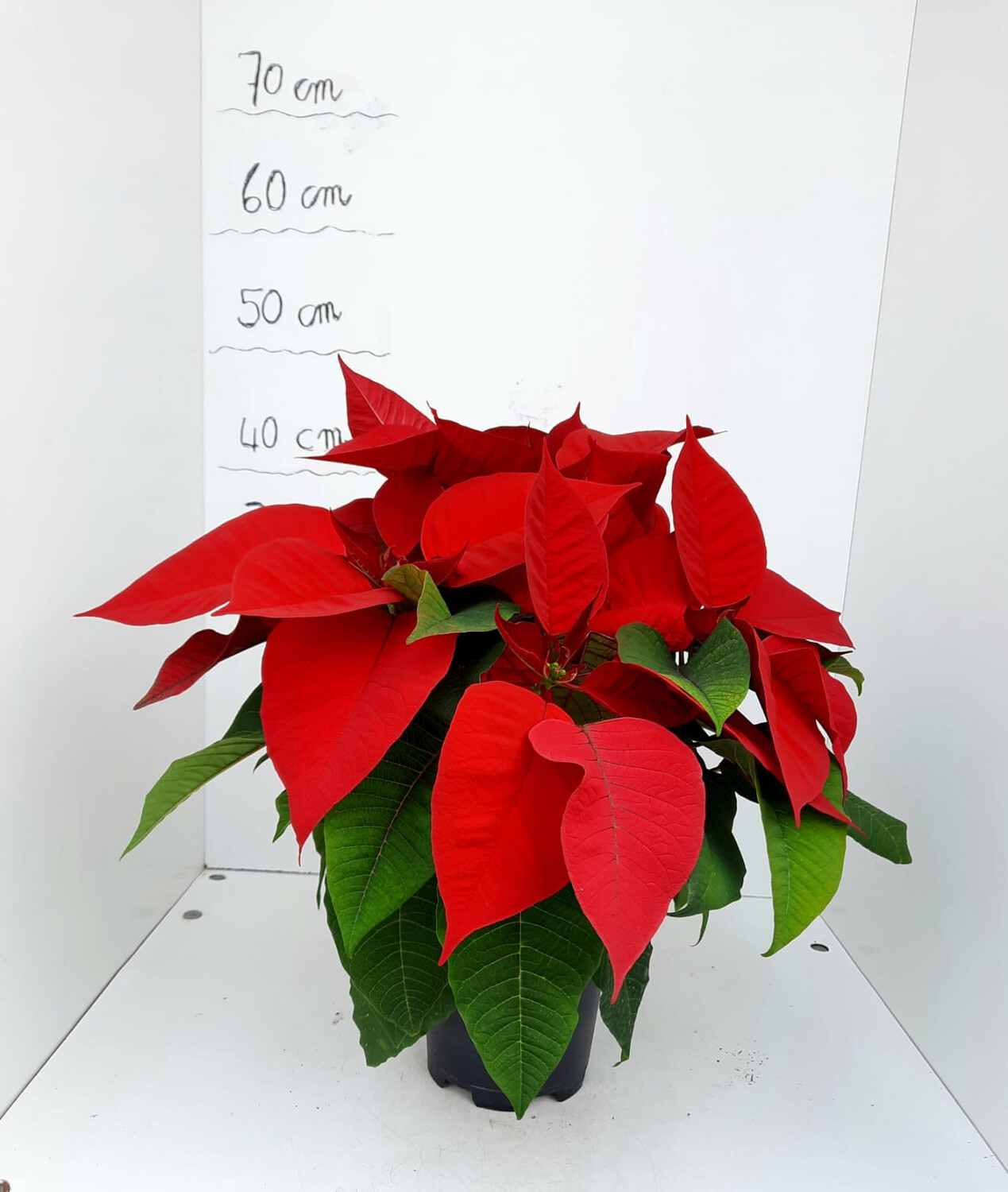 Stella Di Natale - Euphorbia pulcherrima - Poinsettia - ROSSA - vaso 15